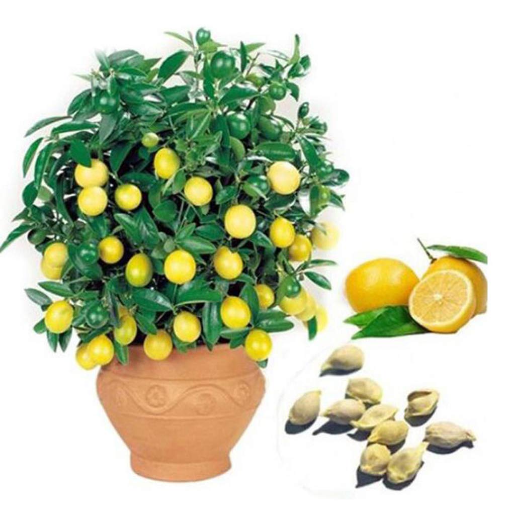 20pcs Lemon Tree Seeds - High Survival Rate Fruit Plants for Home Garden, Backyard Planting | Grow Fresh Lemons for Cooking, Drinks & DIY Projects