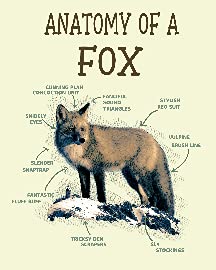Anatomy of a Fox