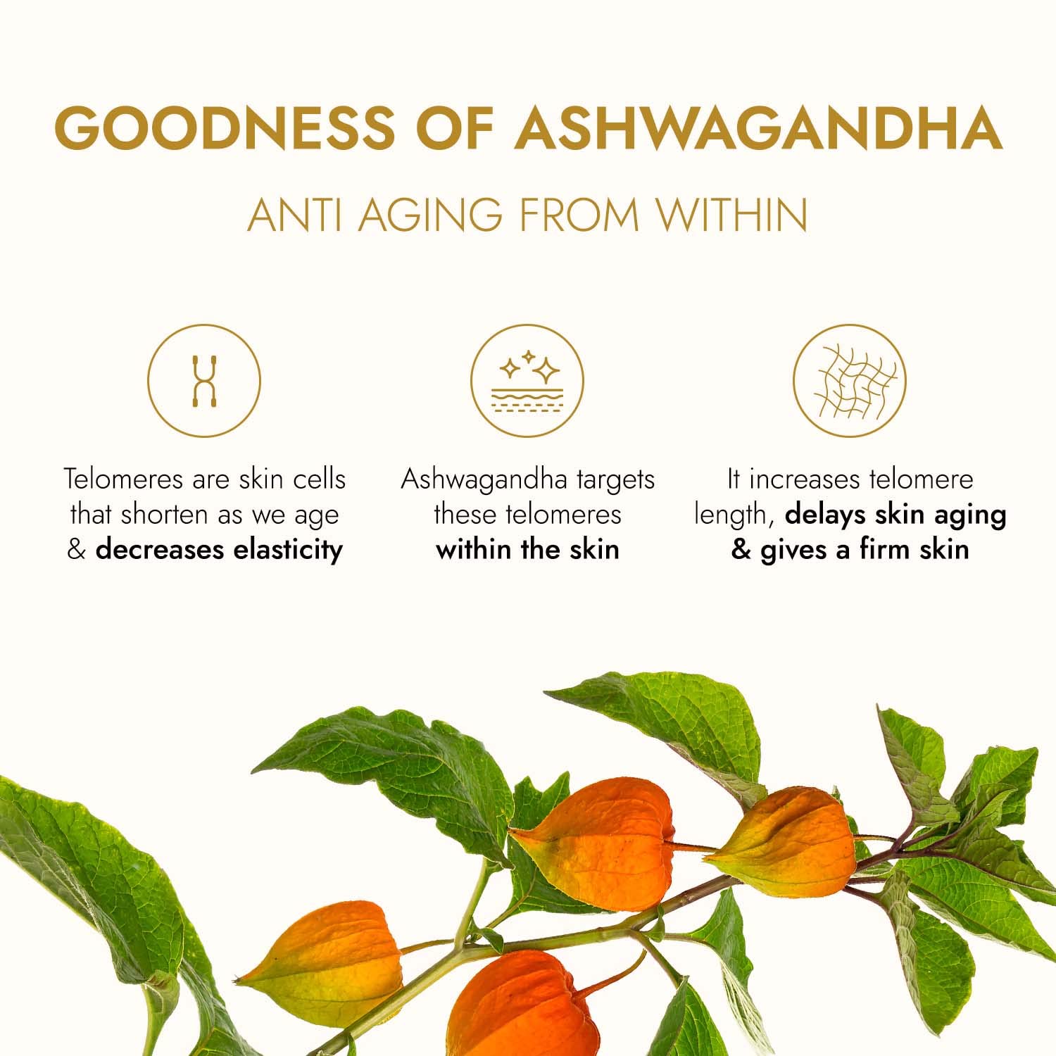 Kapiva Ashwagandha Anti-Aging Face Oil (30ml) - Plant Based Retinol for Wrinkles & Fine Lines | 100% Ayurvedic Facial Oil with Bakuchi & Herbal Actives | Natural Skin Care for Dry, Mature Skin | Day & Night Moisturizer for Glowing Complexion