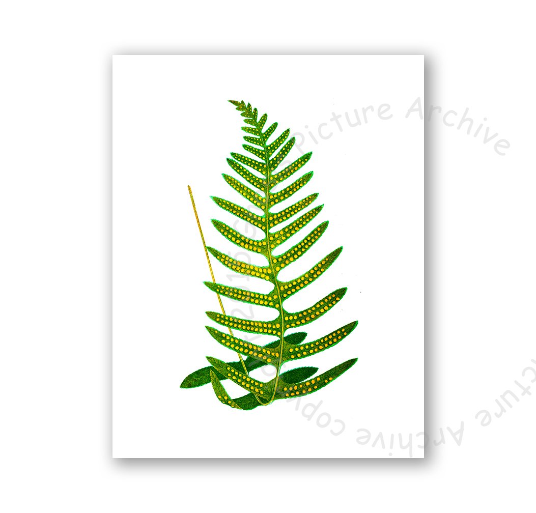 Gnosis Picture Archive Fern Greenery Wall Art Prints - Set of 6 Unframed Botanical Prints for Home Decor, Office, Living Room & Bedroom Wall Decor