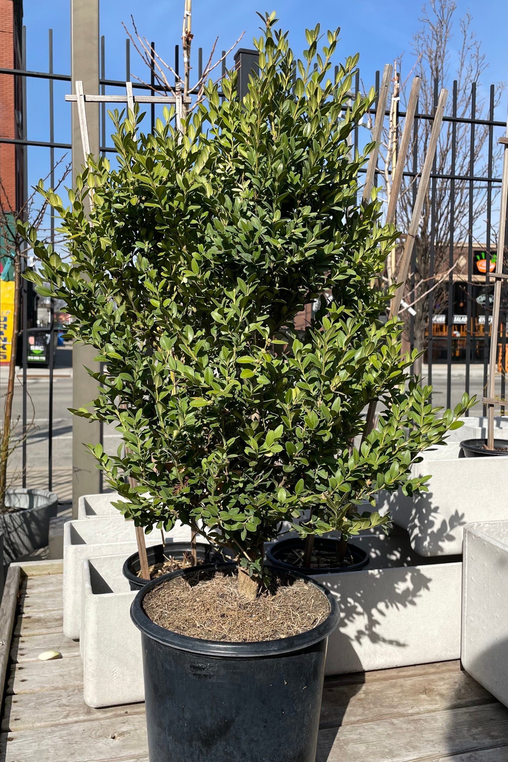 Buxus 'Green Mountain' #2 - Premium Evergreen Boxwood Shrub for Landscaping, Hedges & Topiary | Perfect for Garden Borders, Foundation Plantings & Formal Gardens