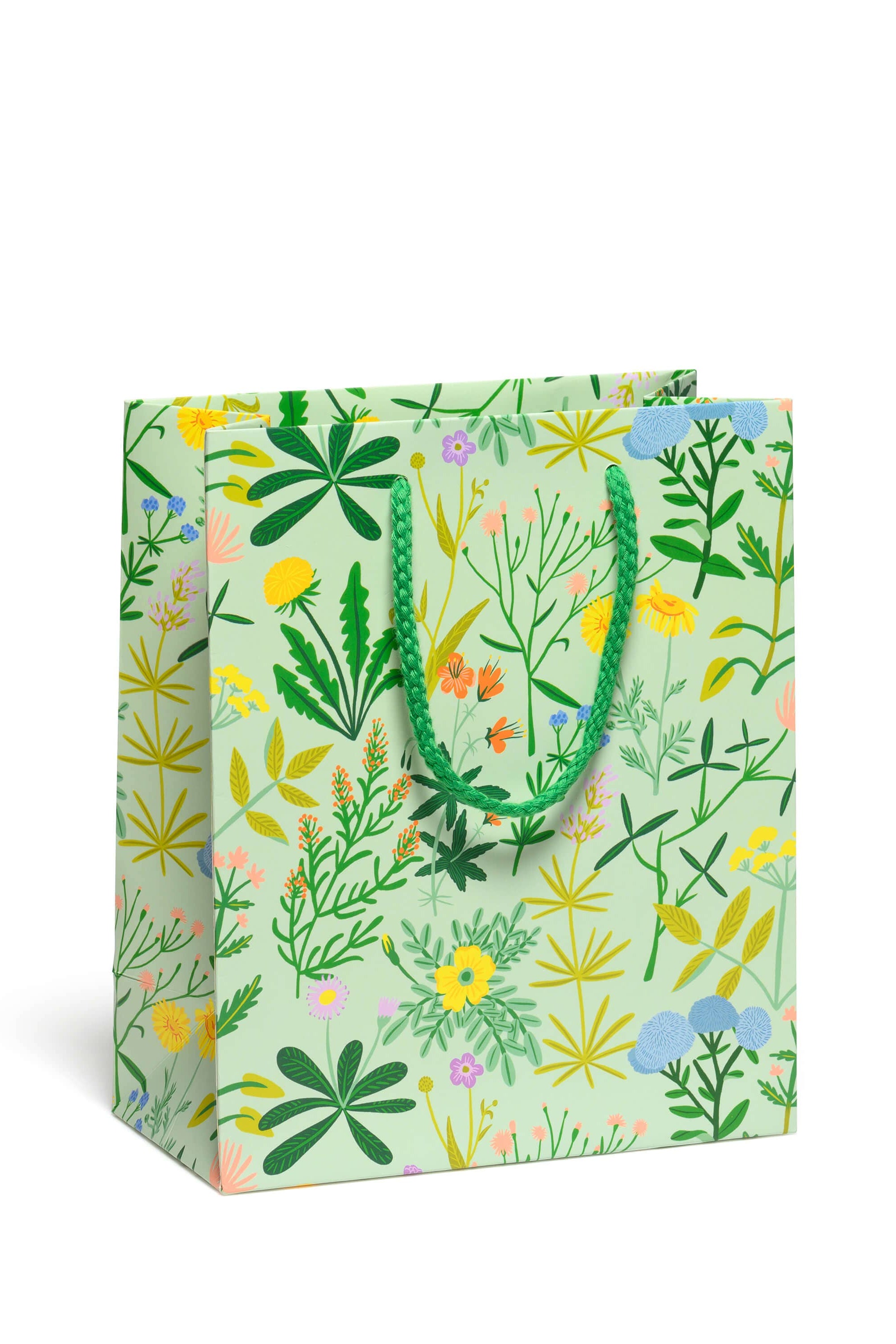Growing Wild | Medium Size Indoor/Outdoor Plant for Home Decor, Office & Garden | Perfect for Housewarming Gifts & Plant Lovers