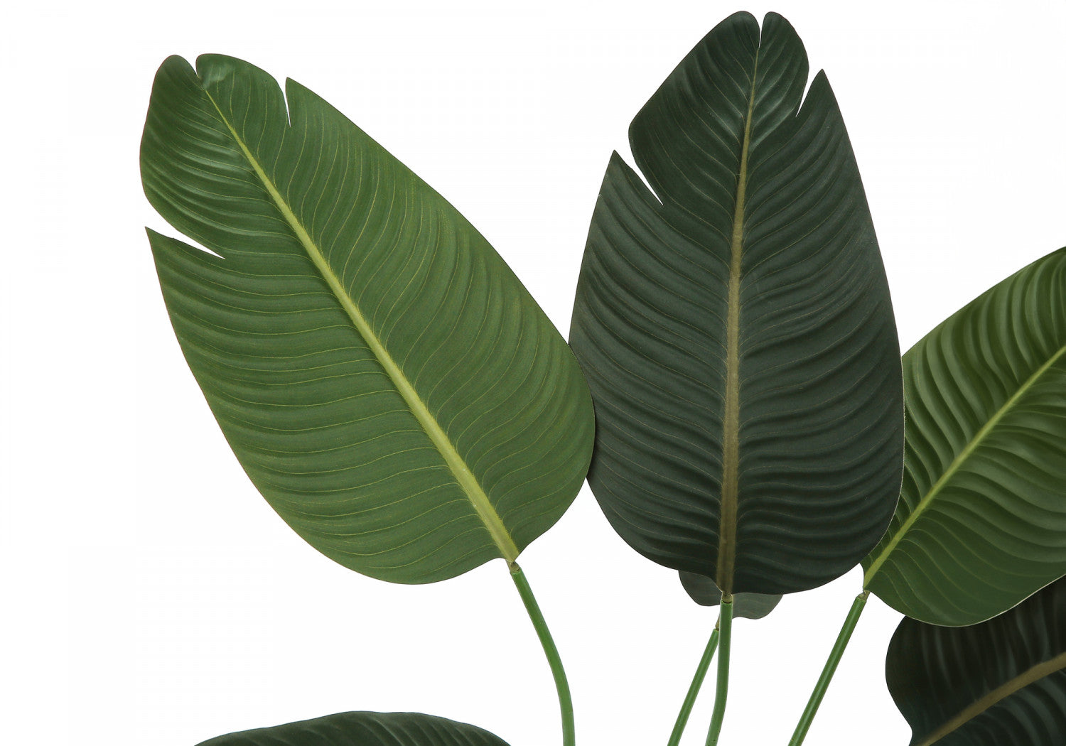 44 Bird of Paradise Plant with 5 Black Pots - Tropical Indoor/Outdoor Decor for Home, Office & Garden