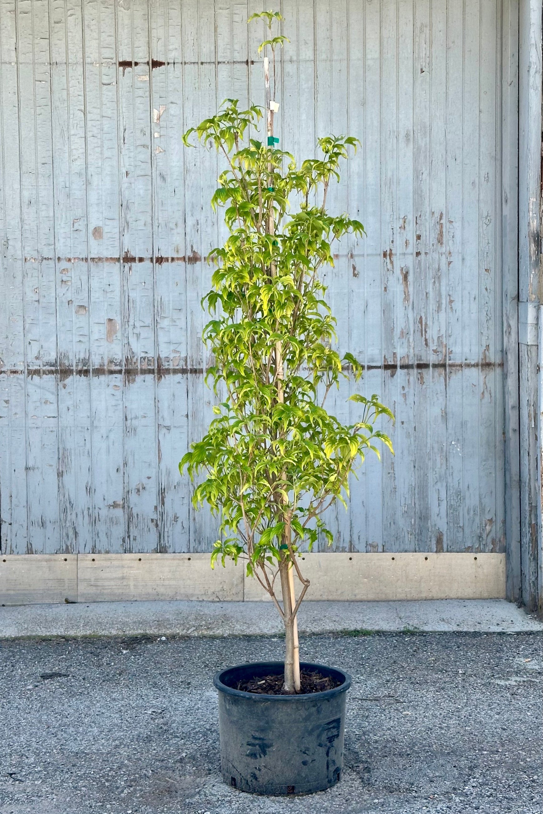 Cornus kousa 'Greensleeves' Dogwood Tree - #6 Container Size - Beautiful Flowering Ornamental Plant for Landscaping, Gardens & Outdoor Decor