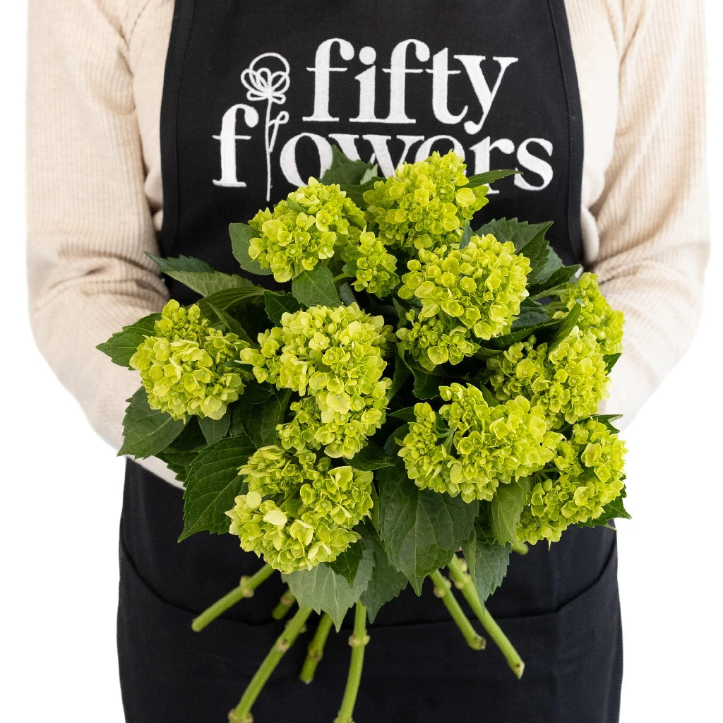 Hulk Green Hydrangea Flower Seeds - Baby Plant Starter Kit for Home Garden, Wedding Decor & DIY Floral Arrangements