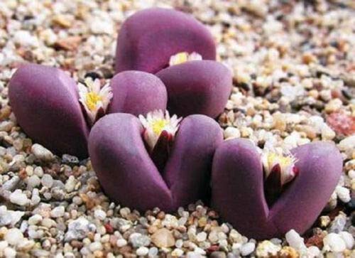 Lithops Optica Rubra - Rare Exotic Succulent Living Stones Cactus (50 Seeds) for Home Garden, Office Desk & Terrarium Decor | Mesembs Plant Collection