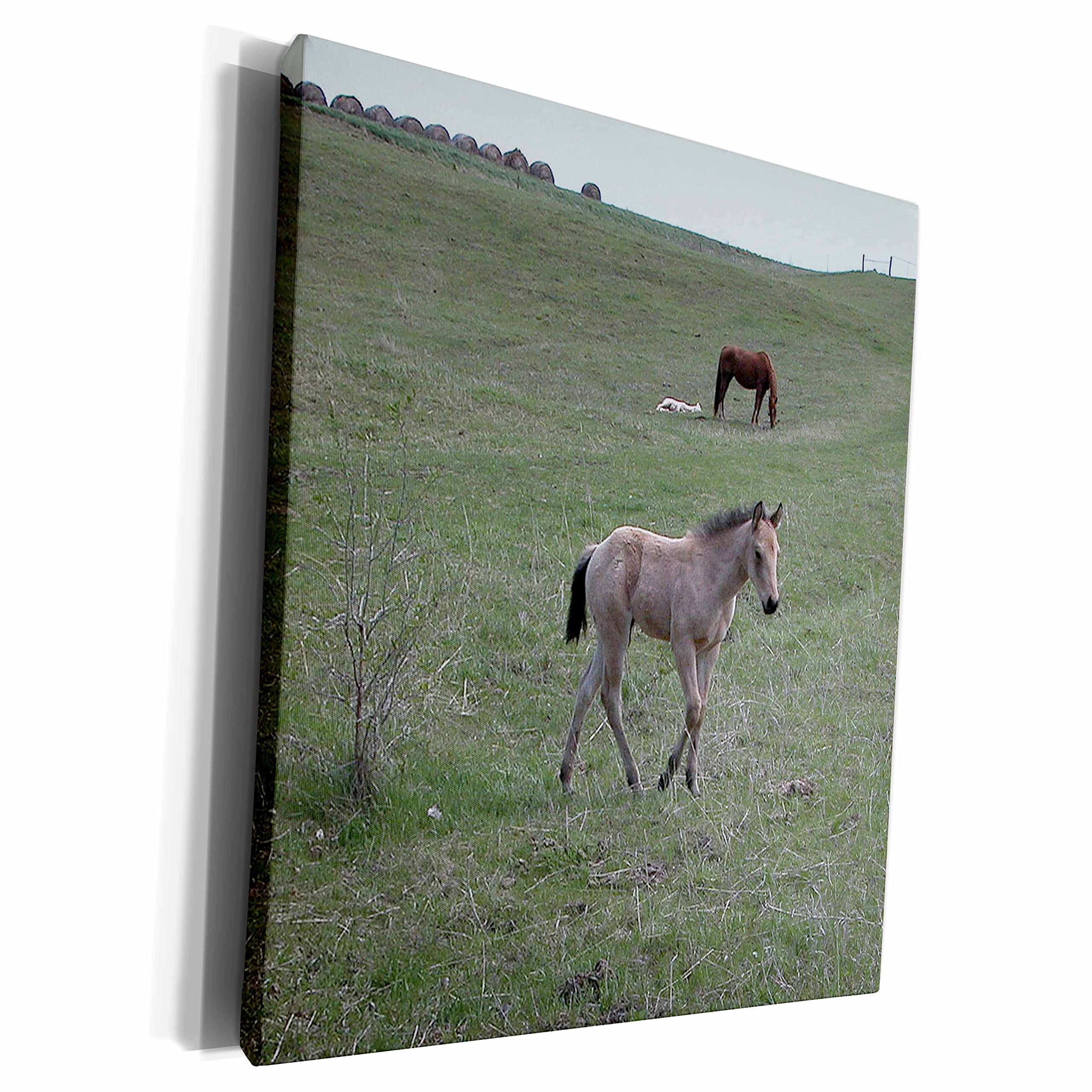 3dRose Museum Grade Canvas Wrap - Stunning Horses in a Field Landscape Photography Wall Art - Perfect for Living Room, Bedroom & Office Decor