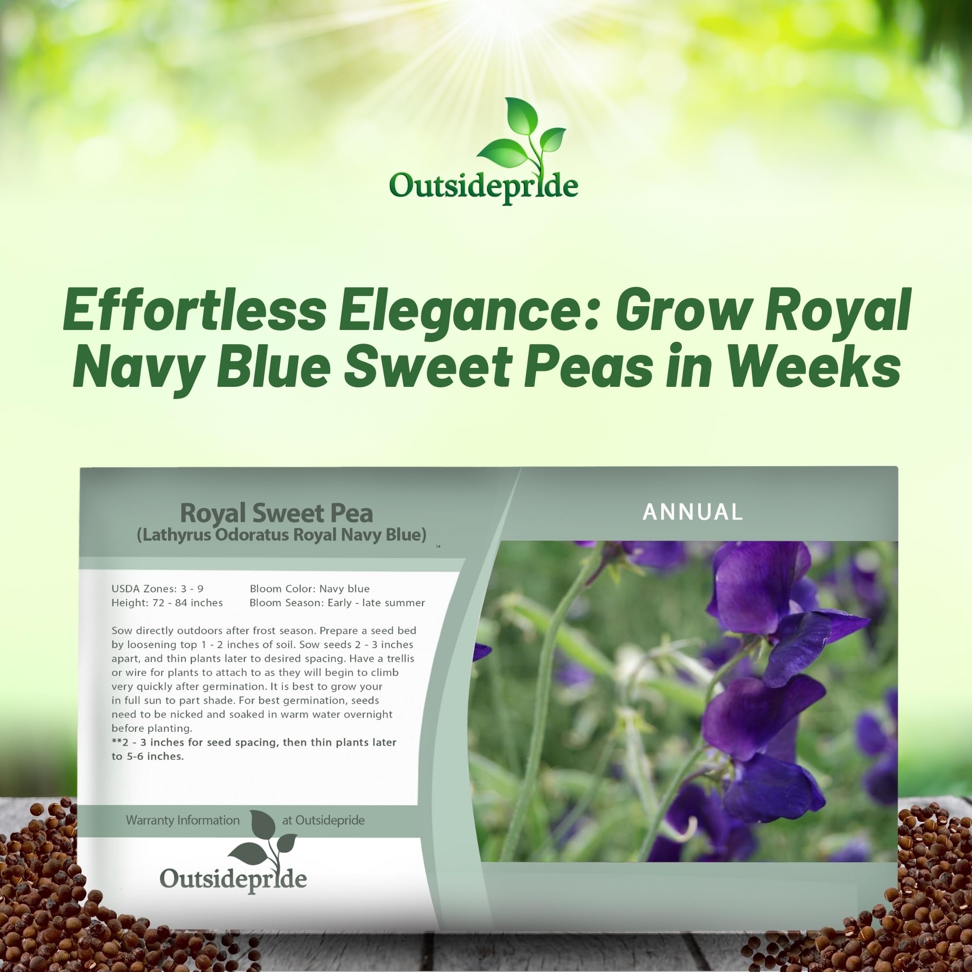 Outsidepride 250 Seeds Annual Lathyrus Odoratus Sweet Peas Royal Navy Blue Vine Seeds for Planting - Fragrant Climbing Flowers for Garden Trellis, Fence & Container Gardening