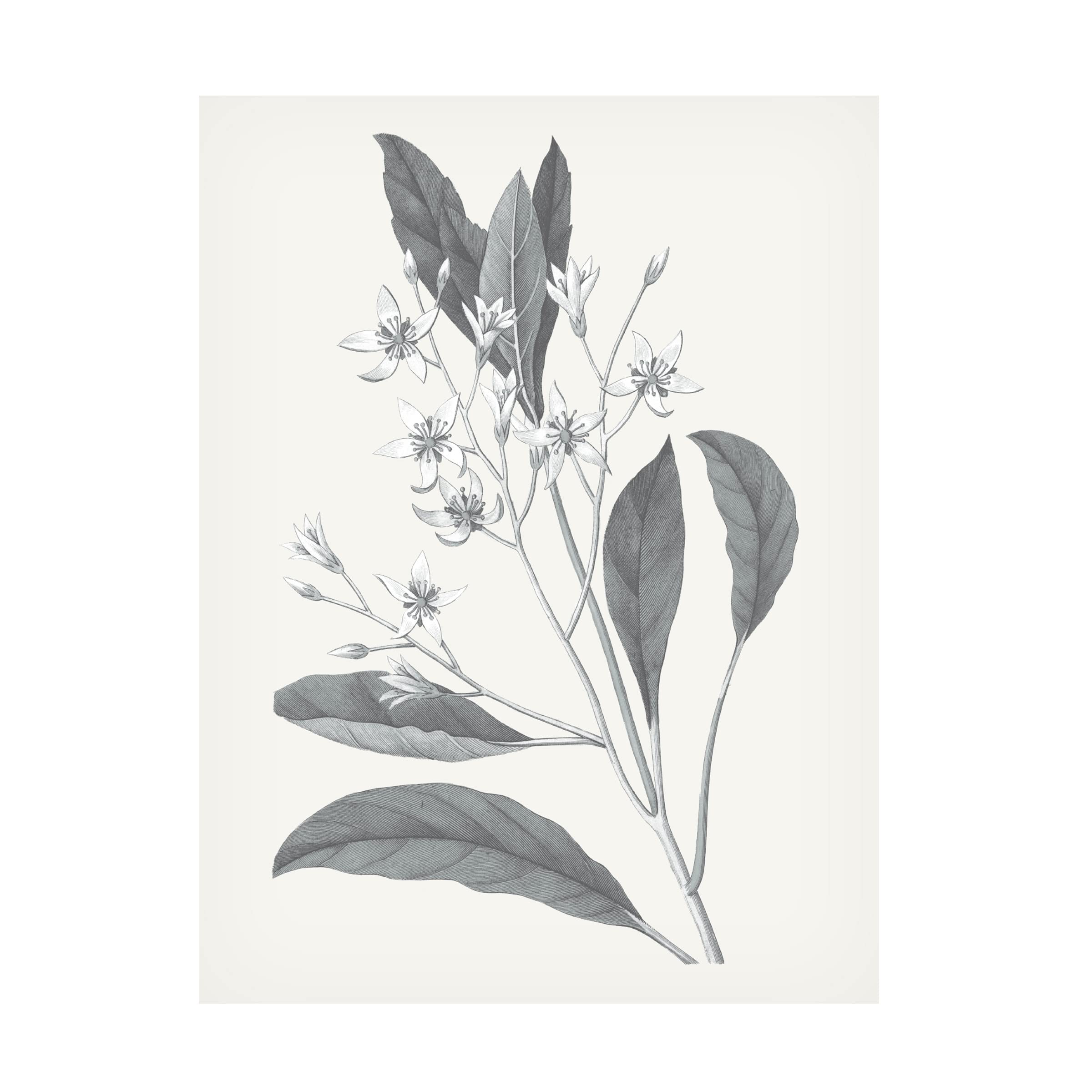Trademark Fine Art 'Neutral Botanical V' Canvas Wall Art Print by Wild Apple - Modern Floral Decor for Living Room, Bedroom & Office