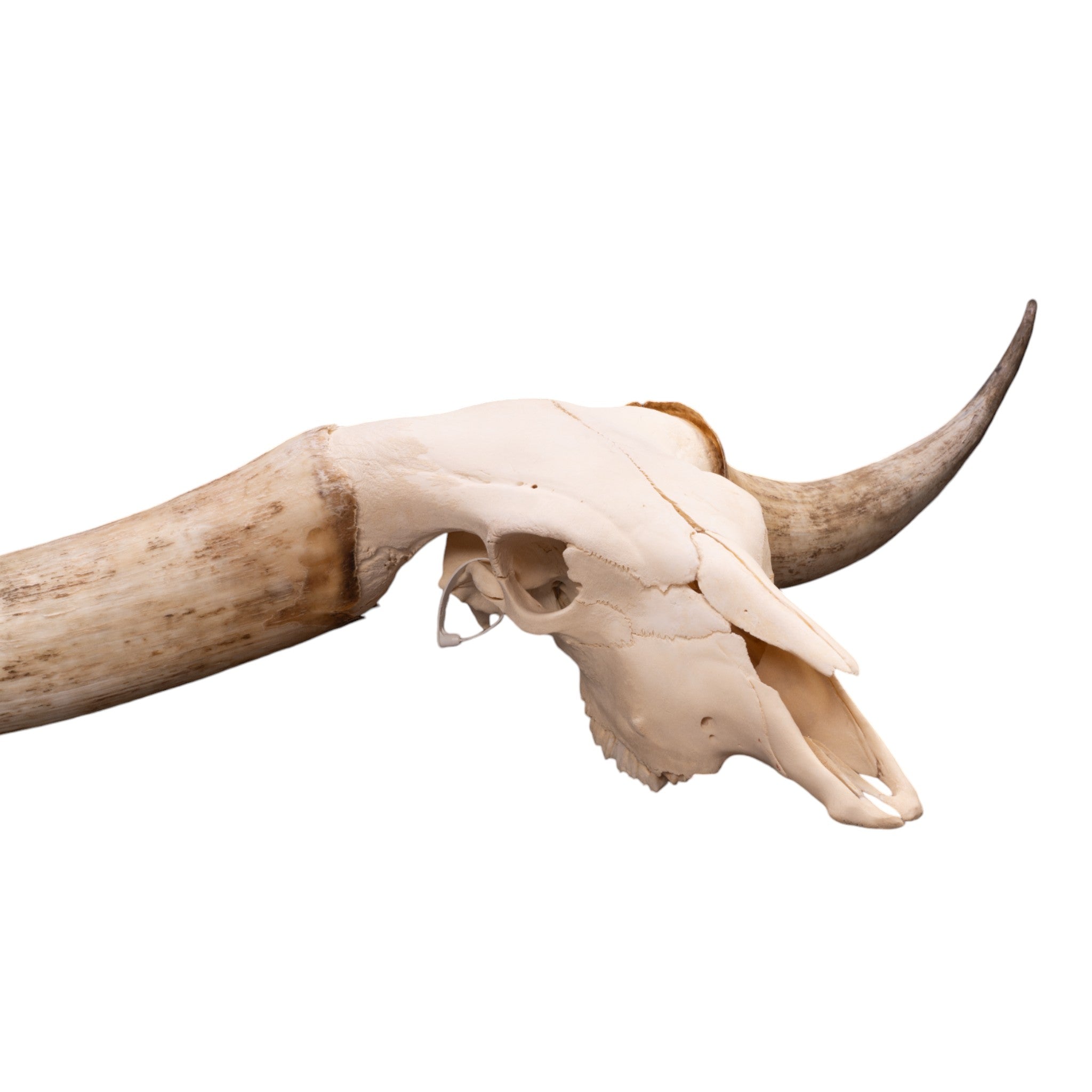 Authentic Watusi Longhorn Skull Wall Decor - Rustic Cow Skull for Western Home Decor, Farmhouse Style, and Southwestern Themed Rooms