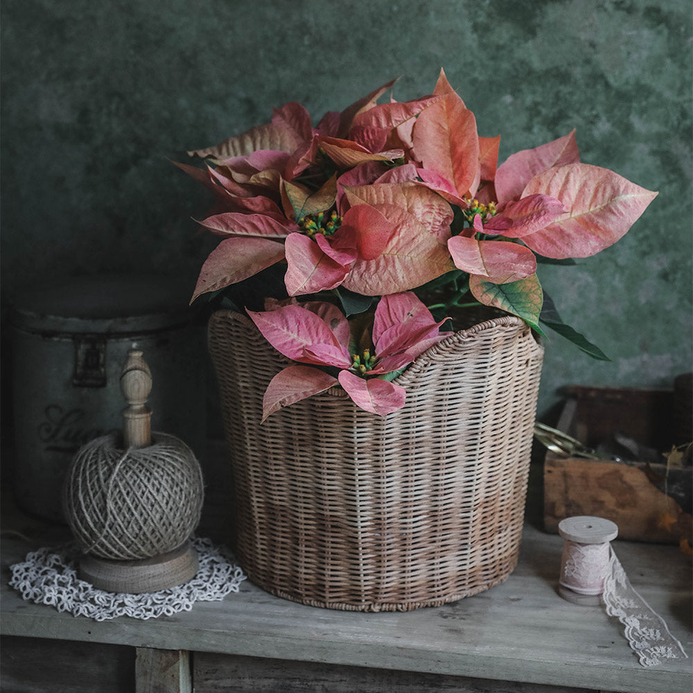 Handwoven Ruby Red Rattan Storage Basket - Stylish Home Decor for Organizing Blankets, Toys & Magazines | Perfect for Living Room, Bedroom & Nursery