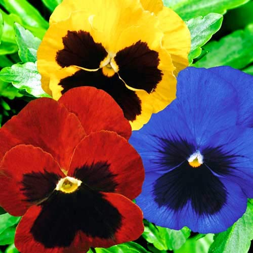 Viola Swiss Mix Pansy Seeds - Non-GMO Biennial Flowers for Outdoor Garden Planting & Cutting | Perfect for Flower Beds, Borders & Container Gardening