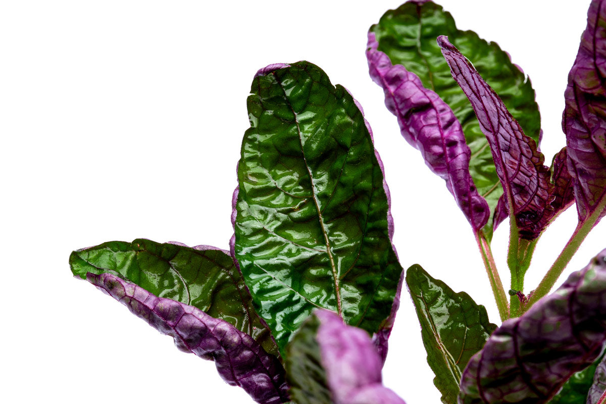 Exotic Purple Waffle Plant (Hemigraphis Exotica) - Live Houseplant for Home & Office Decor, Terrariums, and Indoor Gardens