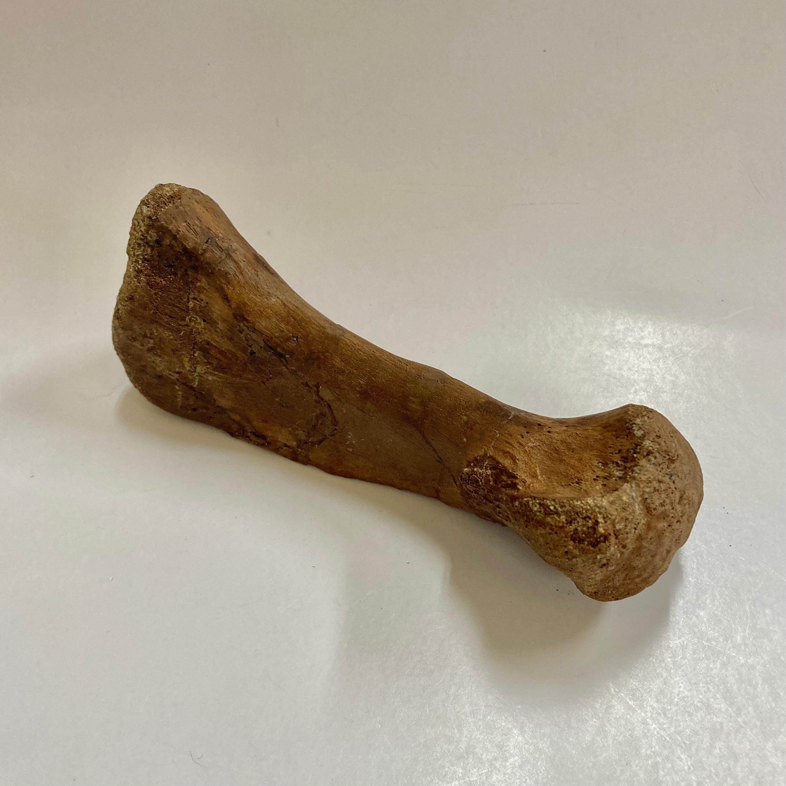 Authentic Thescelosaurus Metatarsal Toe Bone Fossil - Rare Dinosaur Relic for Collectors & Paleontology Enthusiasts | Perfect for Museum Displays, Educational Projects & Home Decor