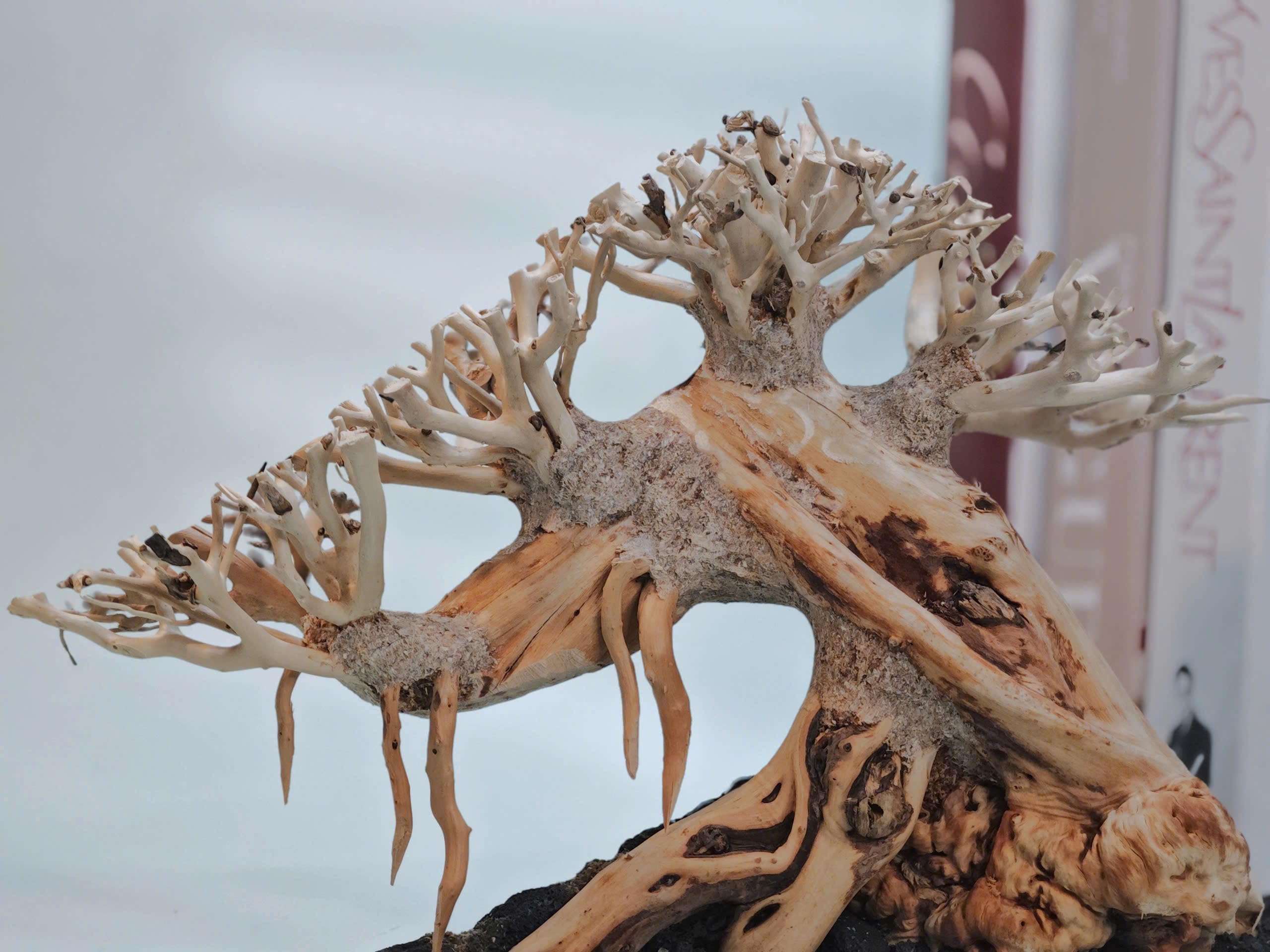 Natural Bonsai Driftwood for Aquarium Decor - Fish Tank Decoration Wood for Aquatic Plants & Shrimp Tanks - Perfect for Aquascaping & Betta Fish Habitats