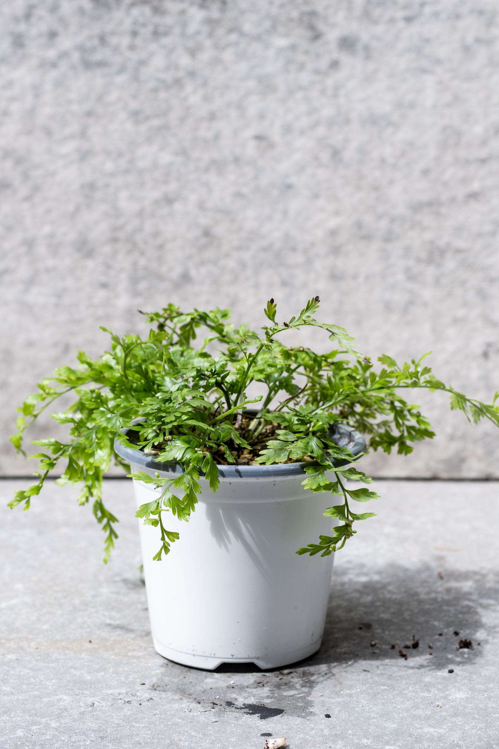 Buy Asplenium Bulbiferum Mother Fern 4.5 Inch - Live Indoor House Plant for Home & Office Decor | Perfect for Hanging Baskets, Terrariums, and Low-Light Spaces