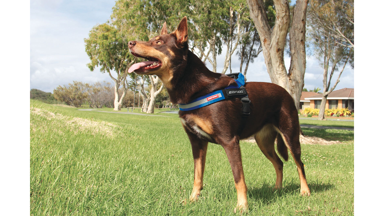 EzyDog Express Harness - Adjustable No-Pull Dog Harness in Purple | Perfect for Walking, Running & Outdoor Adventures with Your Pet
