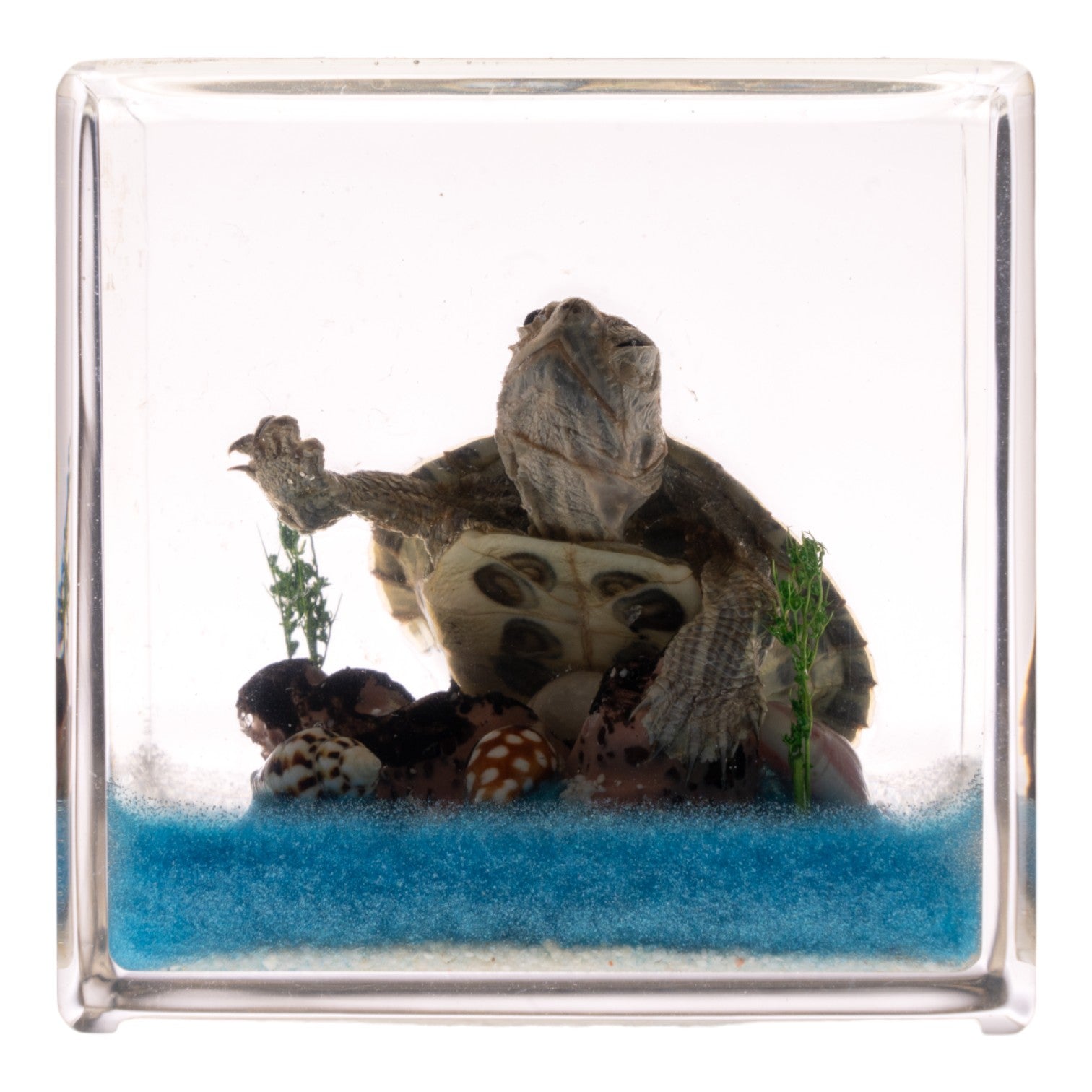 Realistic Turtle Figurine in Clear Acrylic Cube - Perfect for Home Decor, Office Desk Display, and Educational Science Collections