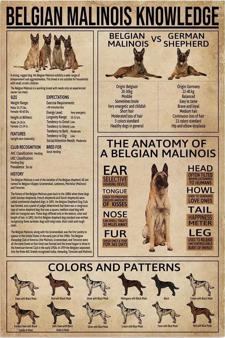Belgian Malinois Dog Breed Knowledge Chart - Vintage Canvas Wall Art Print 16x24 Inch, Frameless Home Decor for Living Room & Bedroom | Perfect Gift for Dog Lovers & Pet Owners