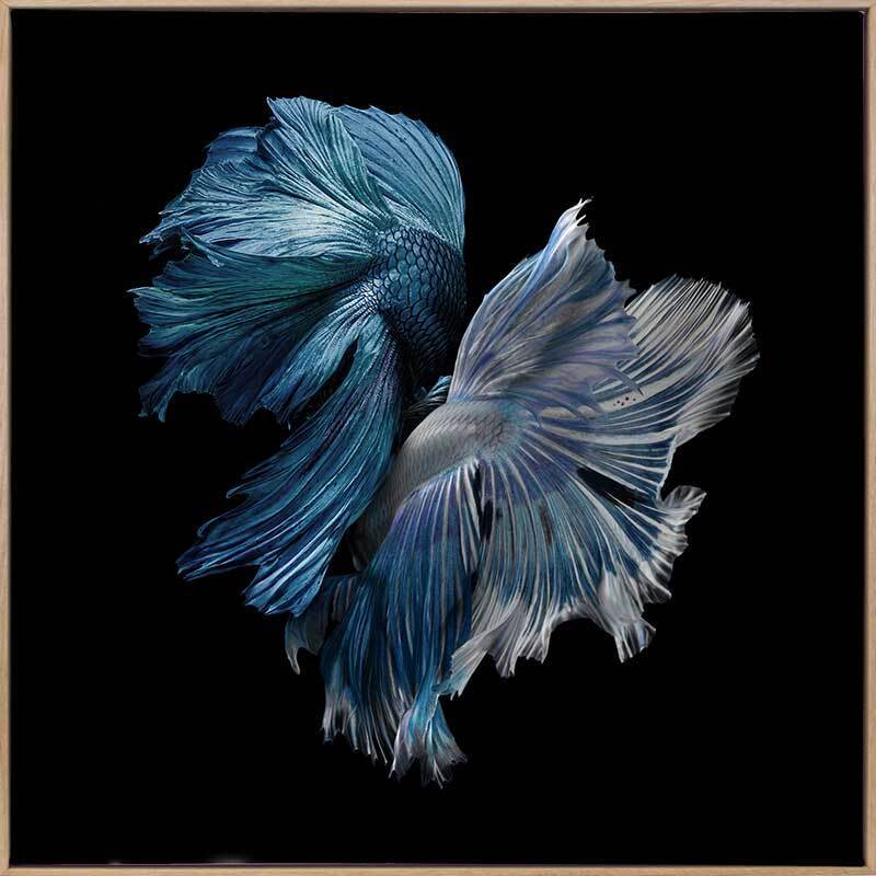 Alpha Canvas Art Print - High-Quality Wall Decor for Living Room, Bedroom & Office | Perfect for Home & Office Decor