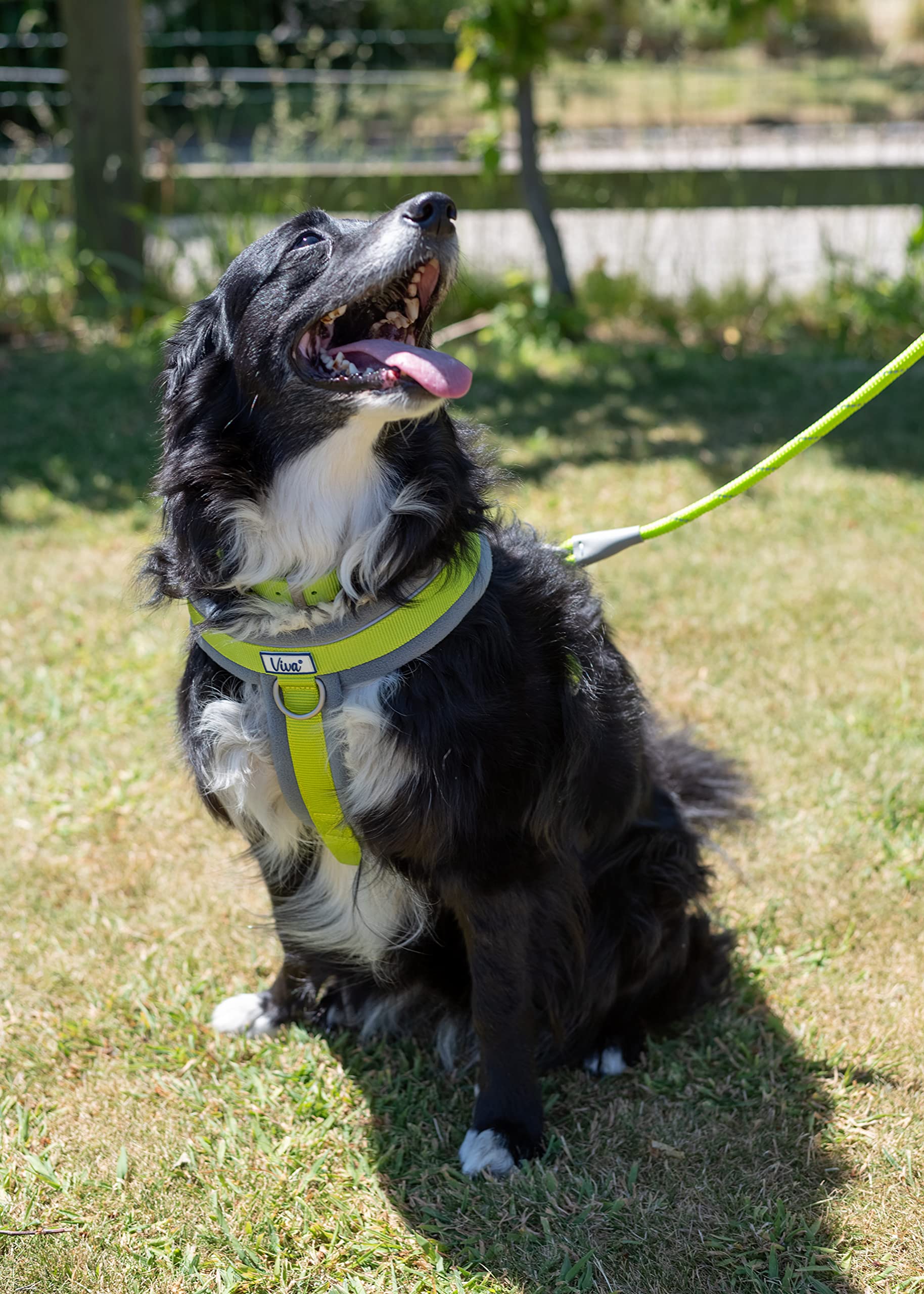 Ancol Viva Padded Strong Dog Chest Harness - Medium Size, Lime Green - Comfortable & Secure Walking Harness for Medium Dogs - Perfect for Outdoor Adventures, Training & Daily Walks