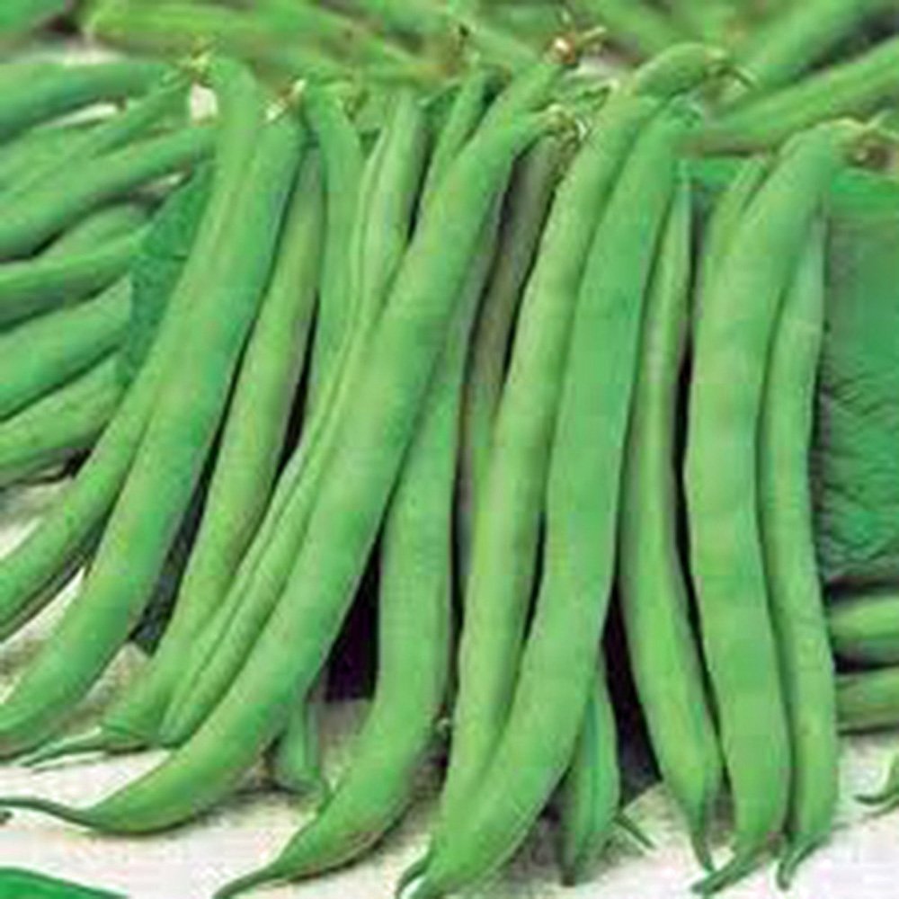 Top Crop Bush Bean Heirloom Seeds - 20 Count | Non-GMO, Great for Fresh Eating & Cooking | Perfect for Home Gardens, Canning & Healthy Recipes
