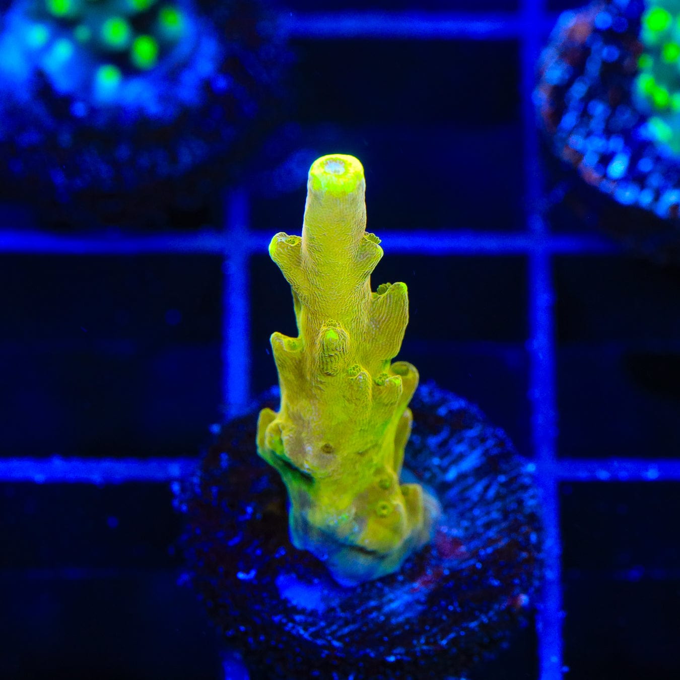 CB Golden Jawdropper Acropora Coral for Saltwater Reef Aquariums - Vibrant Live Coral for Marine Tanks & Coral Frags