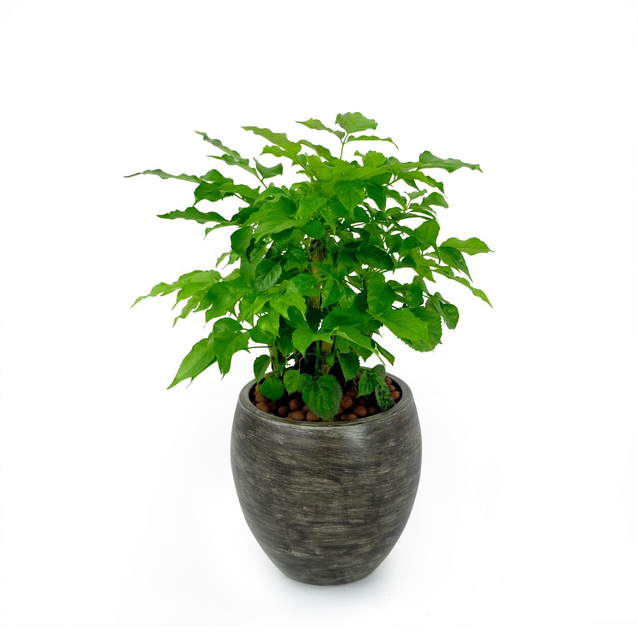 CATLEZA Round Planter - Modern Decorative Flower Pot for Indoor Plants, Succulents & Home Decor - Perfect for Living Room, Office & Garden Decorations