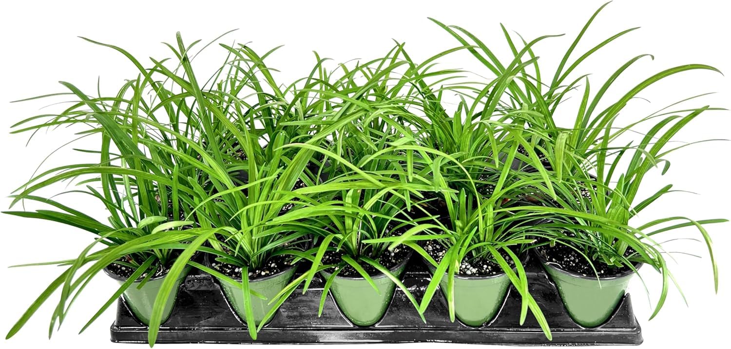 Big Blue Liriope Muscari Plants - 5 Live 4 Inch Pots - Drought Tolerant, Low Maintenance Evergreen Ground Cover - Perfect for Landscaping, Borders, and Container Gardens