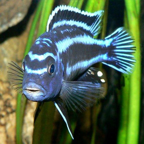 Electric Blue Johanni Cichlid (Melanochromis johannii) - Stunning Aquarium Fish for African Cichlid Tanks & Aquascaping