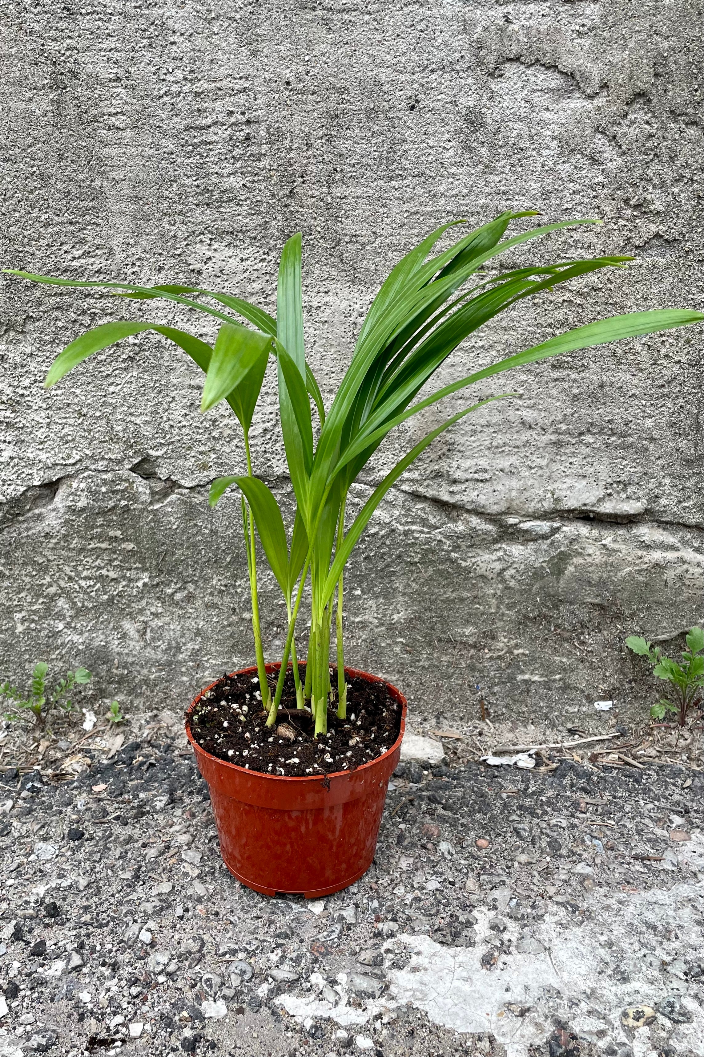 Chrysalidocarpus Lutescens Areca Palm - 4