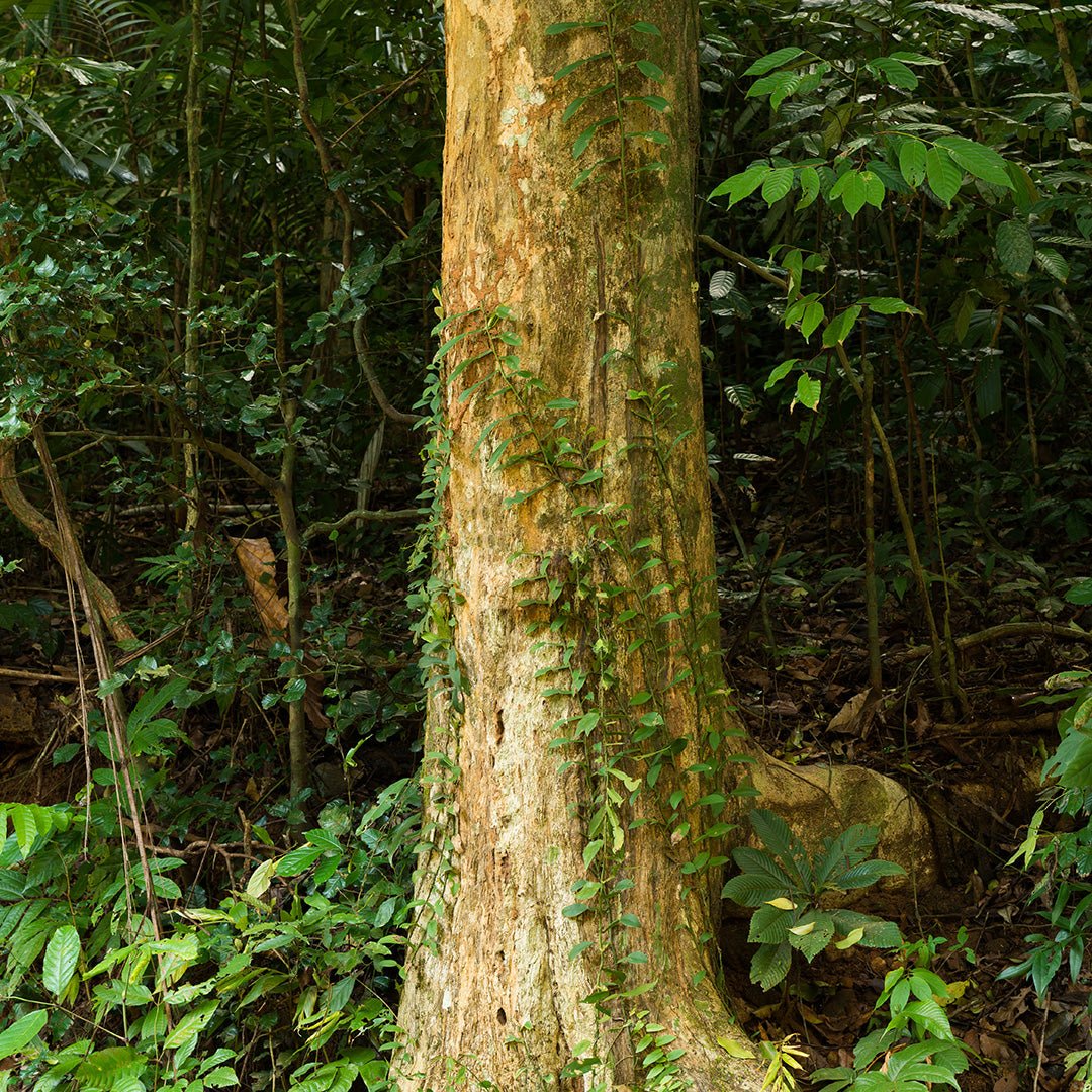 Premium Agarwood Essential Oil (OUD) - 100% Pure Aquilaria Crassna for Aromatherapy, Meditation & Luxury Perfume Making