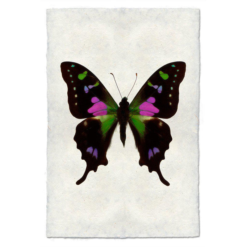 Butterfly #2 Art Print - Vintage Butterfly Wall Decor - Elegant Home & Office Artwork - Perfect for Living Room, Bedroom & Gift Giving