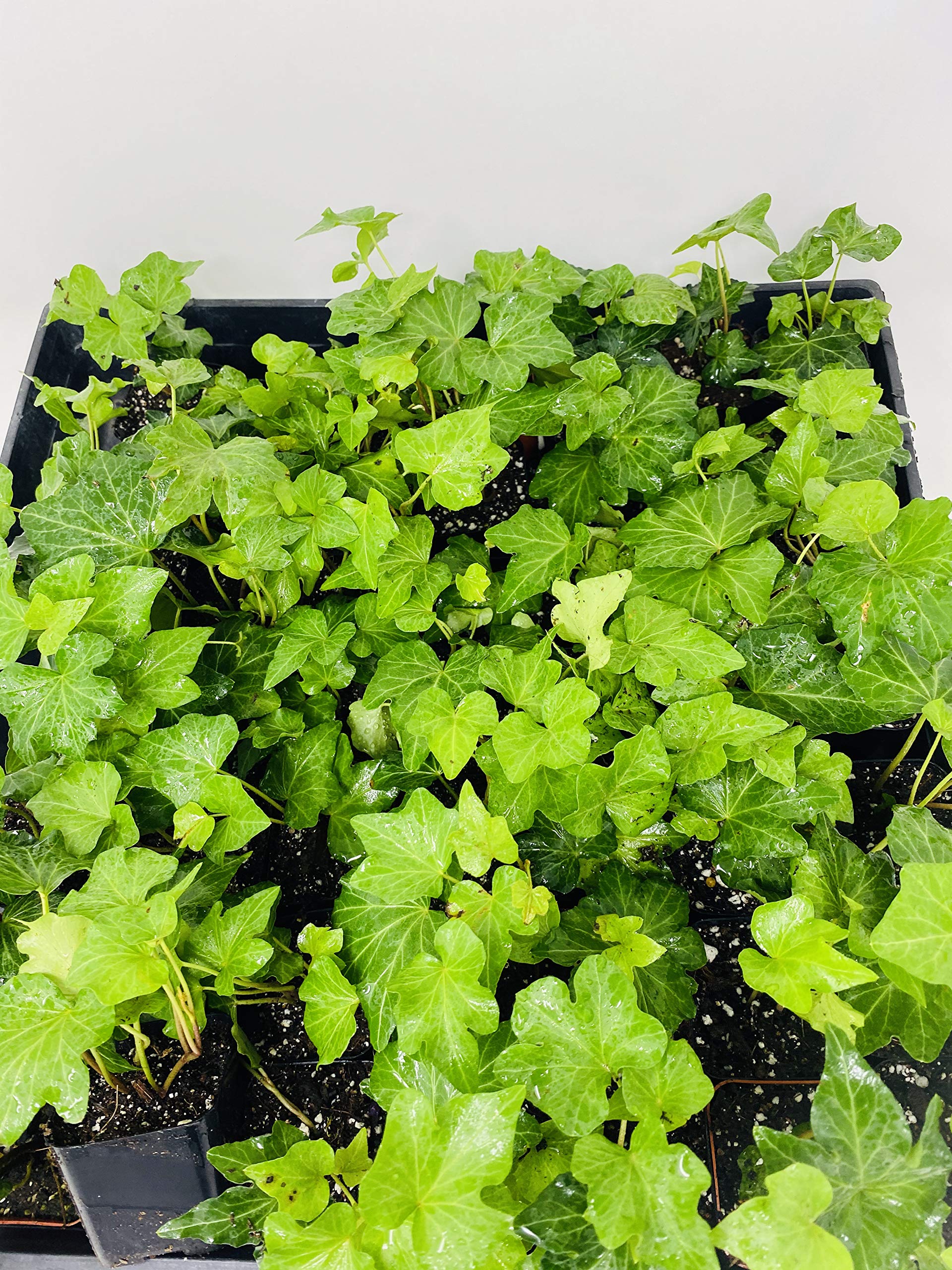 Jmbamboo - Thorndale English Ivy 48 Plants - Hardy Perennial Groundcover for Shade - 2 1/4