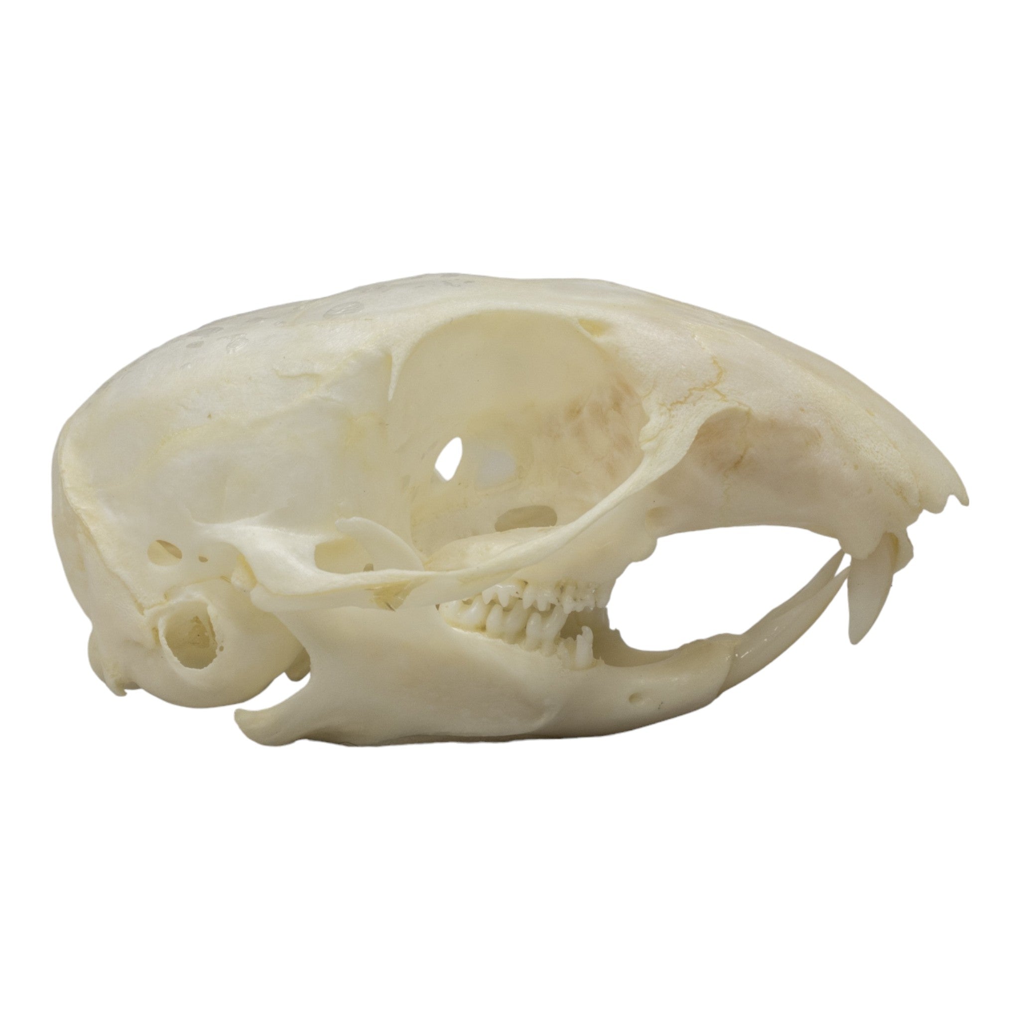 Authentic Thirteen-Lined Ground Squirrel Skull Specimen - Perfect for Biology Study, Taxidermy Collection & Gothic Decor