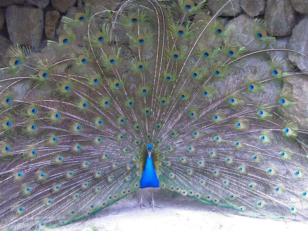 500-Piece Wooden Jigsaw Puzzle - Peacock Opening Screen DIY Wall Art Decor for Adults & Teens | Perfect for Home Decor, Gifts & Relaxation