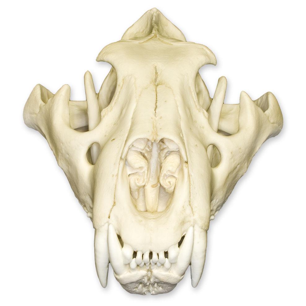 Extra Large Replica African Lion Skull - Lifelike Animal Skull Decor for Home, Office & Halloween Displays