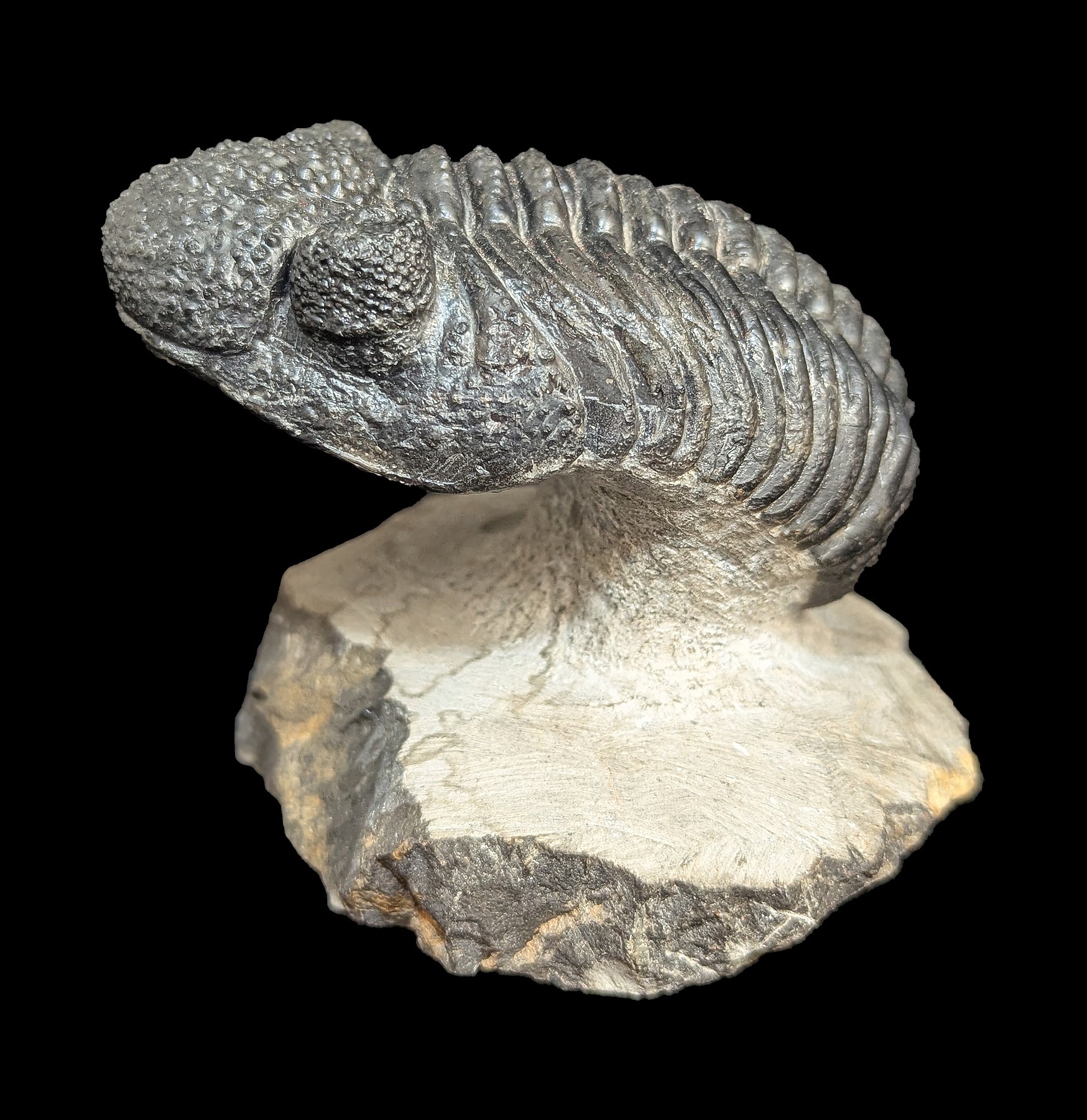 Authentic Trilobite Drotops Megalomanicus Fossil in Matrix - Rare Paleozoic Era Specimen for Collectors & Home Decor