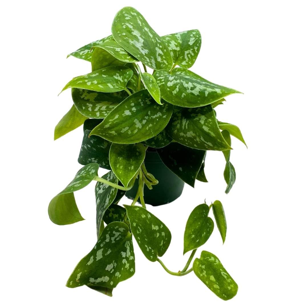BubbleBlooms 4 Inch Satin Pothos Plant - Silver Vine, Silk Pothos, Silver Philodendron - Perfect for Home Decor, Office Plants & Indoor Gardening