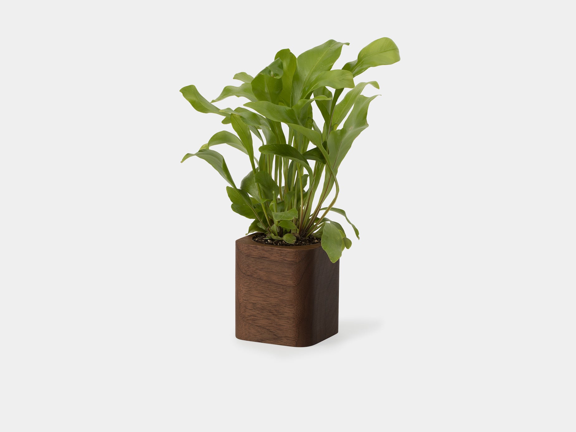 Modern Ceramic Cubic Planter Pot - Minimalist Indoor Flower Pot for Succulents, Herbs & Small Plants - Perfect for Home, Office & Garden Decor