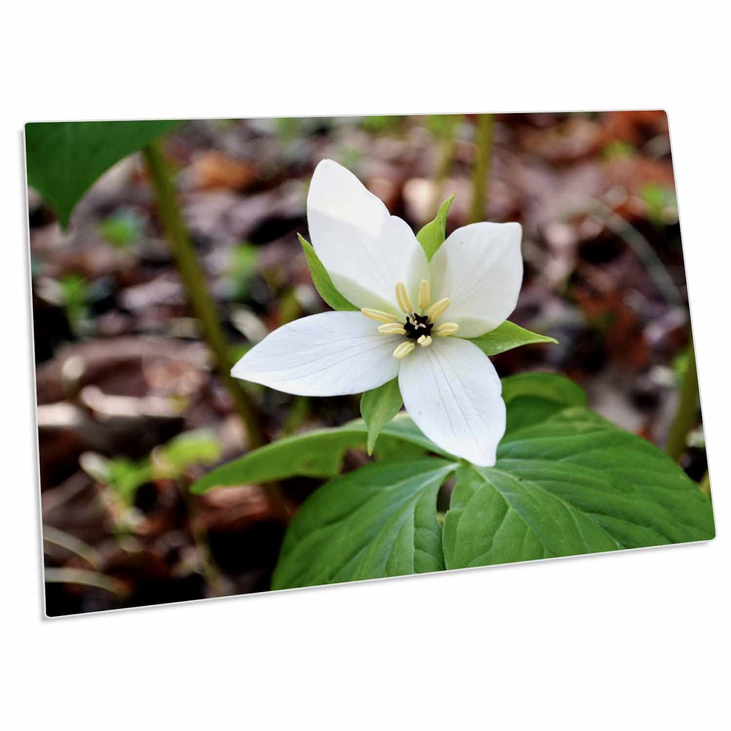 3D Rose North Carolina White Flower Desk Pad Place Mats (dpd-45337-1) - Elegant Table Setting for Dining Room, Kitchen, and Office Decor