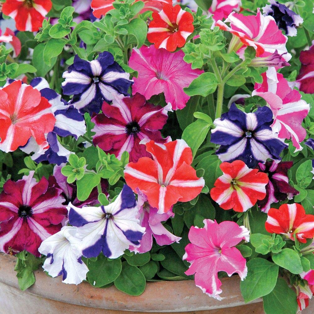 500 Petunia Starfall F1 Rainbow Mix Flower Seeds - Non-GMO, Heirloom, Indoor/Outdoor Annual Blooms for Garden Beds, Hanging Baskets & Container Planting