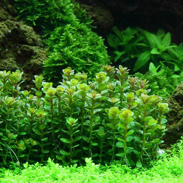TCulture Rotala Indica Live Aquarium Plant - Freshwater Aquatic Plant for Fish Tank Decoration | Perfect for Aquascaping, Shrimp Tanks & Planted Aquariums