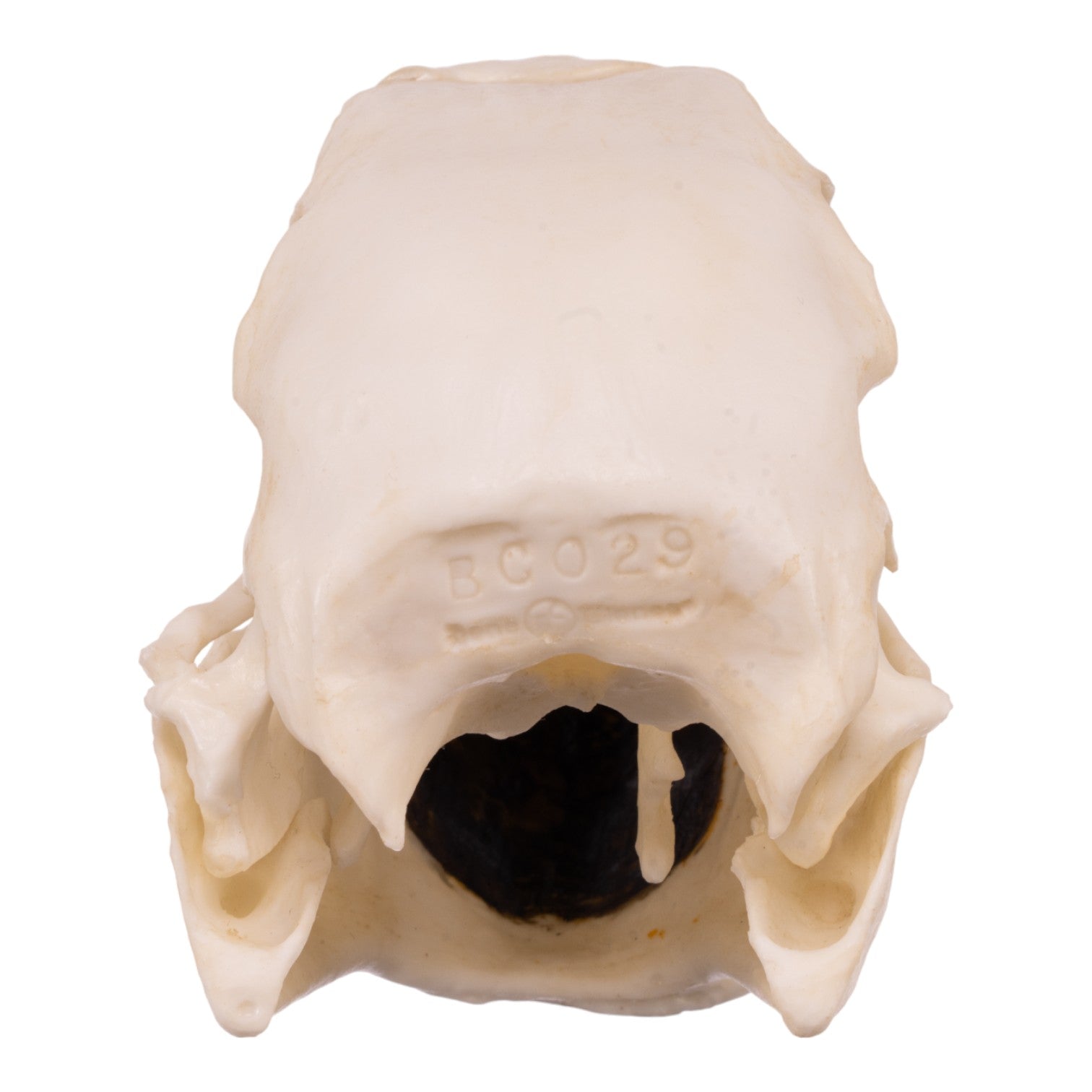 Authentic Replica Hyacinth Macaw Skull - Lifelike Bird Skull Model for Home Decor, Halloween Props & Educational Displays