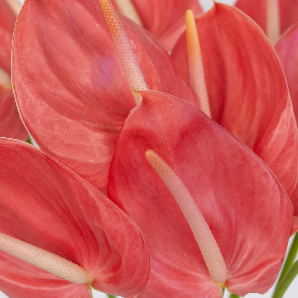 Anthurium Hot Pink Tropical Flower - Exotic Live Houseplant for Home Decor, Office, and Gift Giving