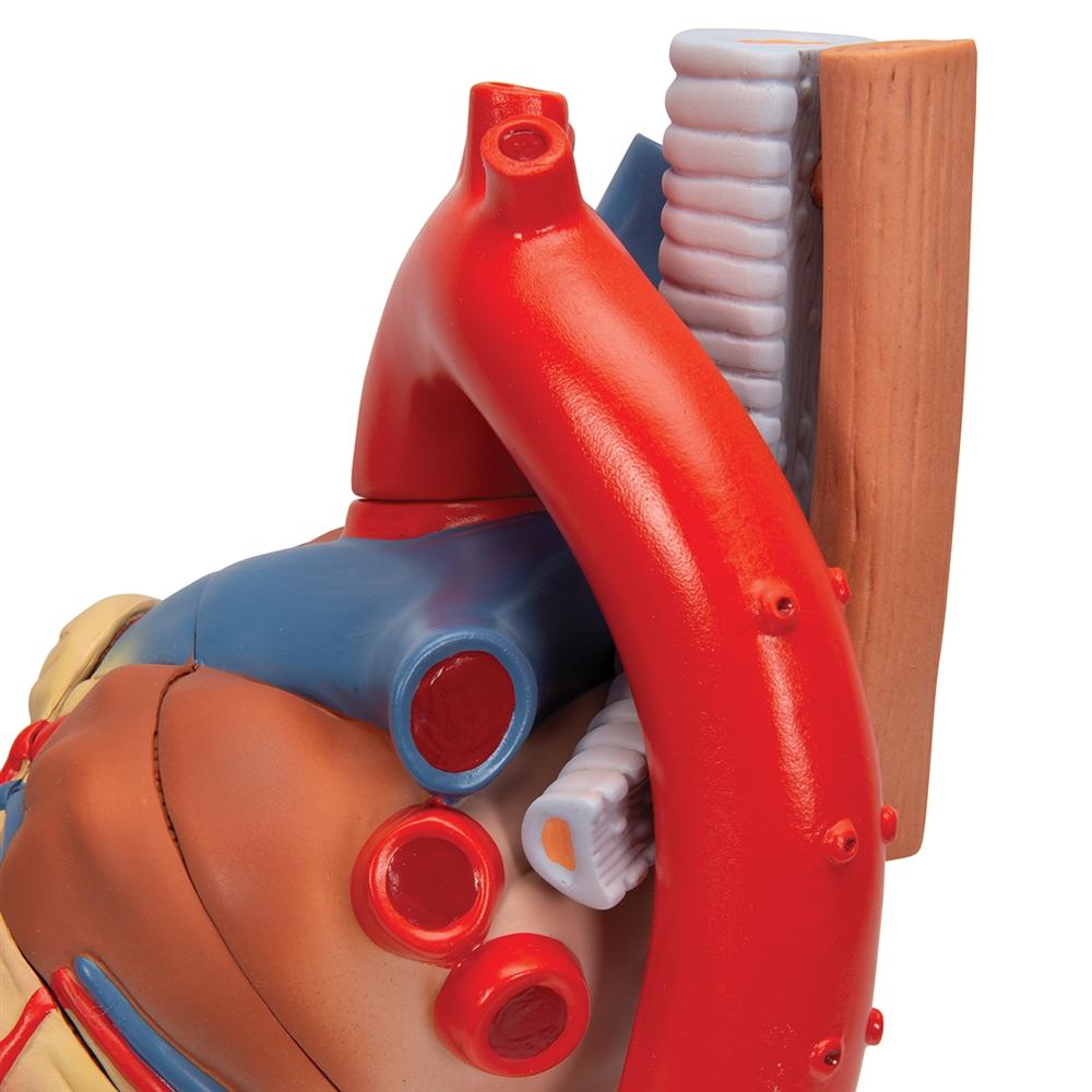 7-Part Human Heart Anatomy Model - Detailed Educational Tool for Medical Students & Biology Classrooms | Perfect for Study, Teaching & Science Demonstrations