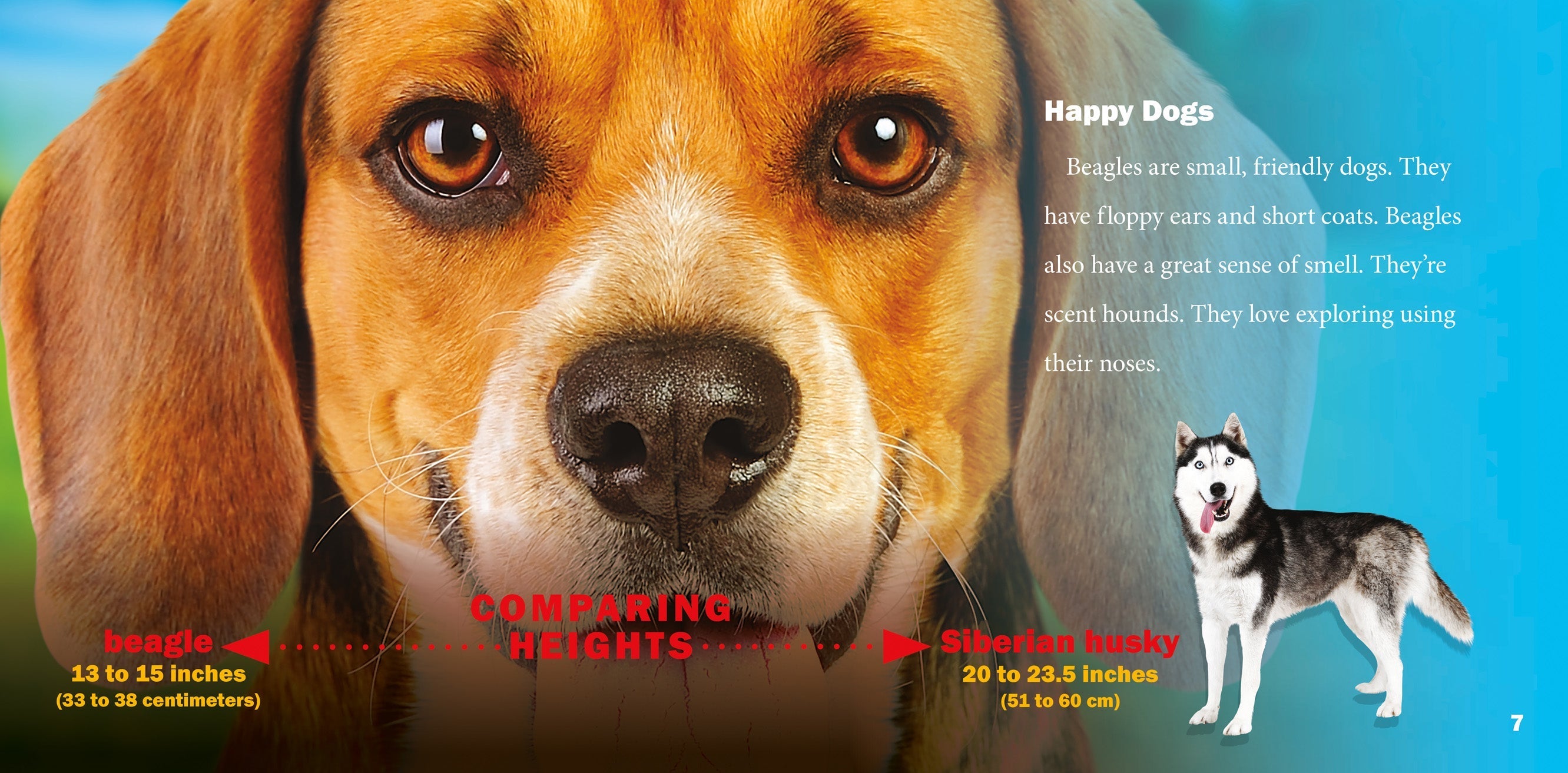 Beagles - 9781623104665 | Dog Breed Book for Training, Care & Adoption | Perfect for Pet Lovers & Dog Owners