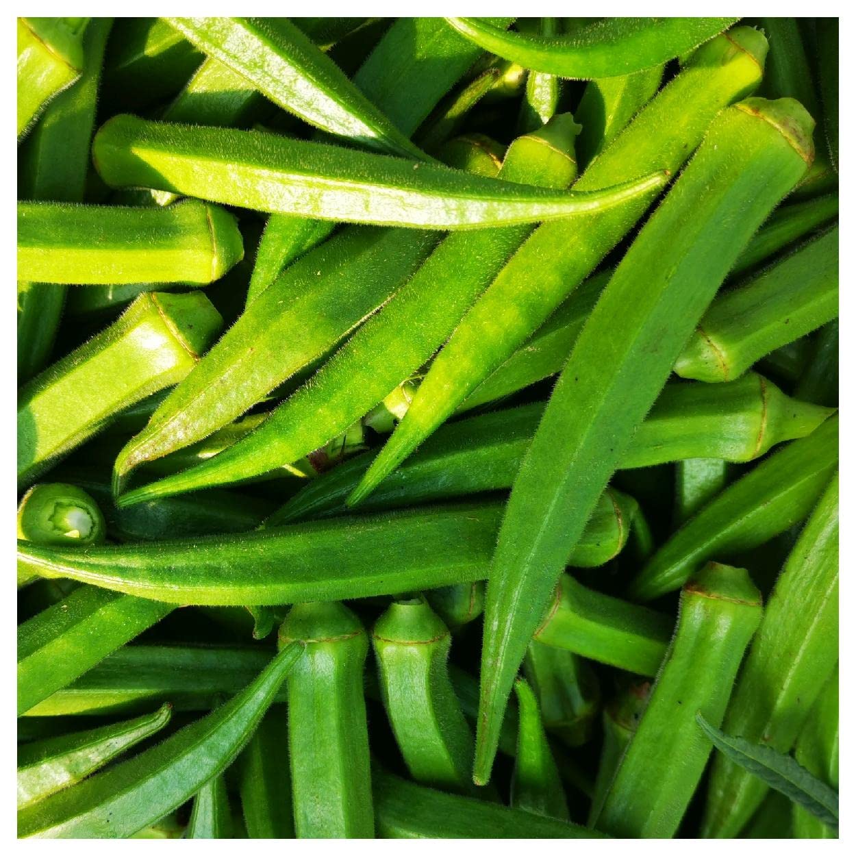 Everwilde Farms - 1 Oz Organic Perkins Long Pod Okra Seeds - Non-GMO, Heirloom, Gold Vault Packet - Perfect for Home Gardening, Canning & Southern Cooking