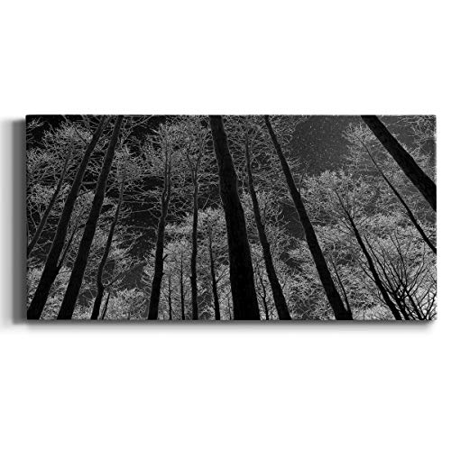 Forest Landscape