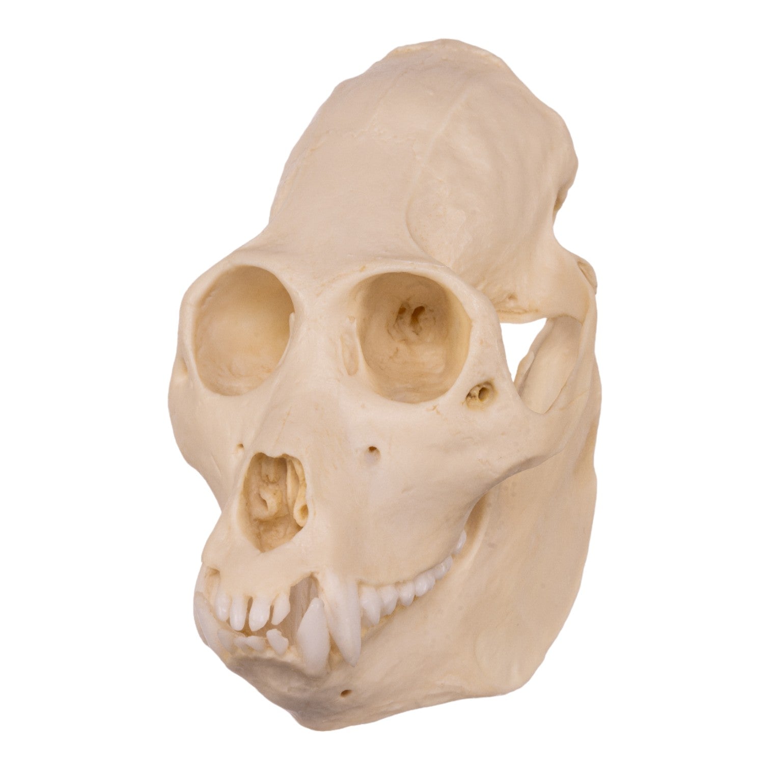 Authentic Replica Mantled Howler Monkey Skull - Lifelike Decoration for Home, Office & Halloween Decor - Perfect for Anthropology Studies, Gothic Collections & Unique Gifts